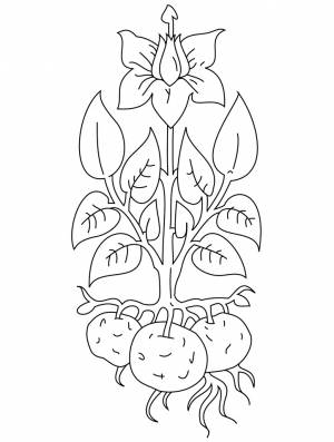 Раскраска Картофель 2