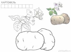 Раскраска Картофель