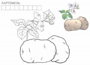Картофель картинка раскраска