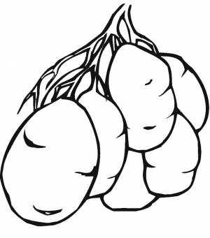 Картошка раскраска