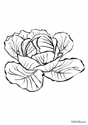 Раскраска Капуста
