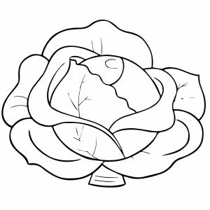 Обычная капуста