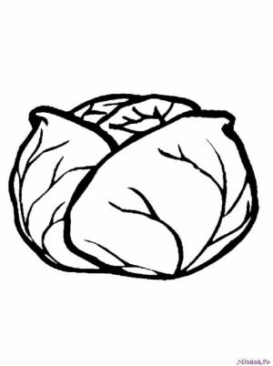 Раскраска капуста 5