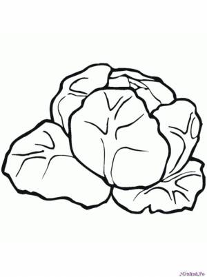 Раскраска капуста 4