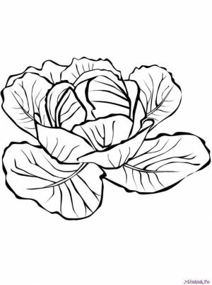 Раскраска капуста 3