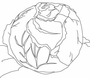 Раскраска Капуста 15