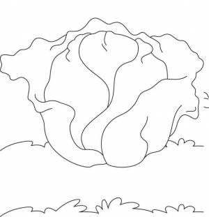 Раскраска Капуста 16