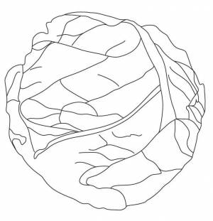 Раскраска Капуста 5