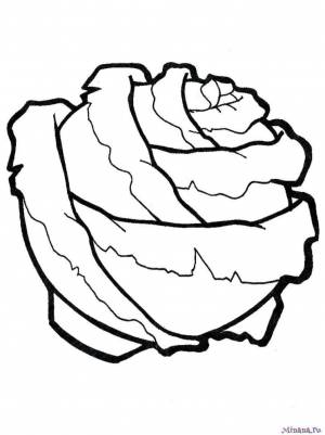 Раскраска капуста 8