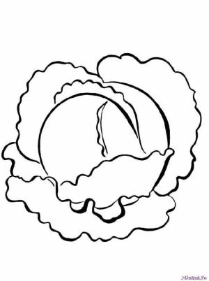 Раскраска капуста 9