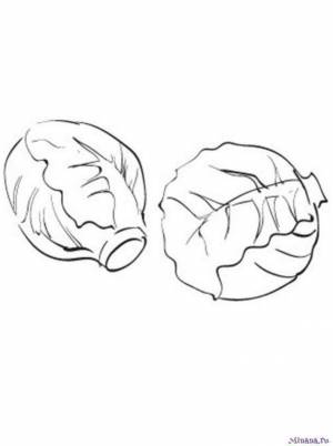 Раскраска капуста 6