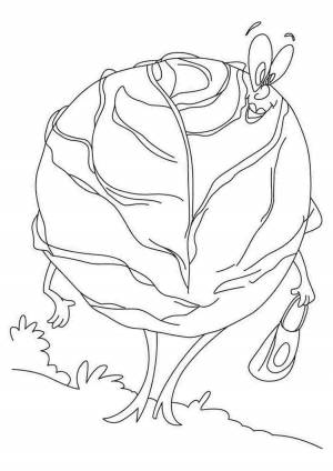 Раскраска капуста