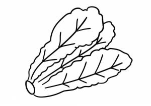 Раскраска Капуста 11