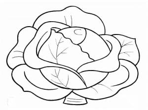 Раскраска Капуста