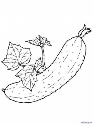 Раскраска зеленый огурец