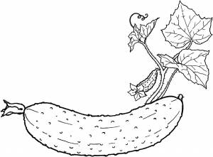 Раскраска огурец