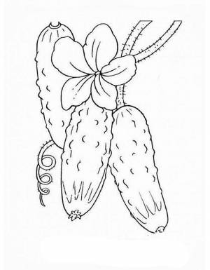 Раскраска Огурец