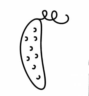 Раскраски Раскраска Огурец овощи