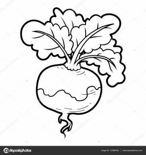 Раскраска, овощи, репа Векторное изображение ©ksenya_savva 133956764