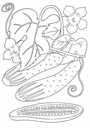 Раскраски Раскраска Огурец овощи фрукты