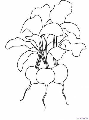 Раскраска редис