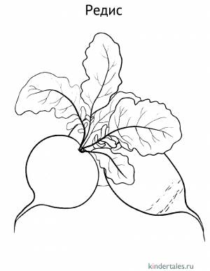 Редис» раскраска для детей