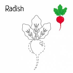 Раскраски овощи редис для детей