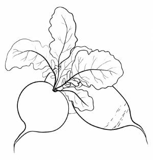 Редис раскраска для детей