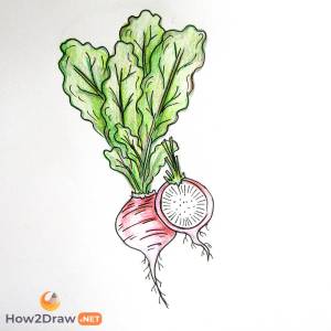 Как нарисовать редиску карандашом и фломастерами