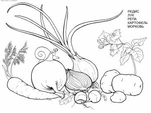 Раскраски  Овощи- злаки
