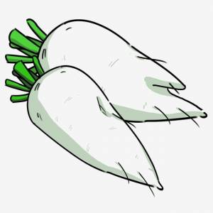 рисованной иллюстрации овощной белый редис PNG , белый редис, свежая редька, овощи PNG картинки и пнг PSD рисунок для й загрузки