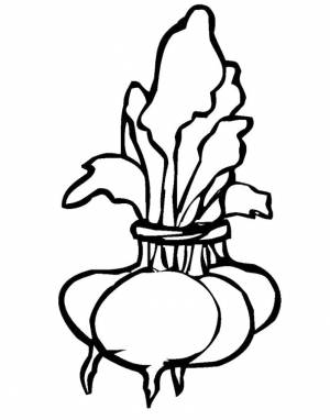 Раскраски редиска, Раскраска Раскраска редиска овощи