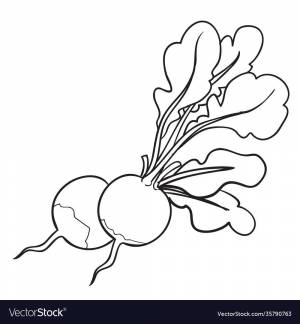 Редис раскраска для детей