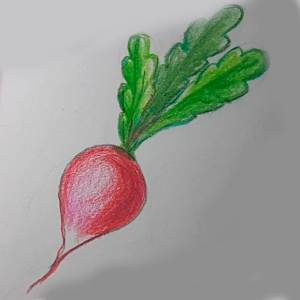 Как нарисовать редиску карандашом и фломастерами