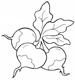 Редиска раскраска