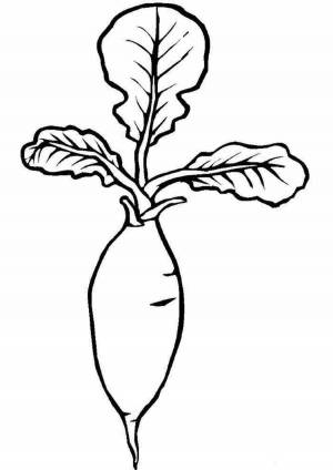 Раскраски Редька