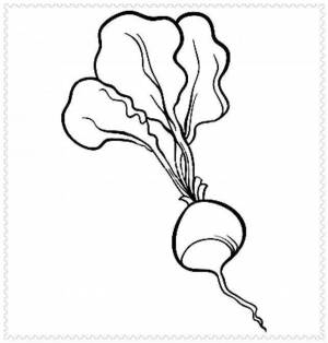Раскраски Редиска
