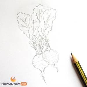 Как нарисовать редиску карандашом и фломастерами