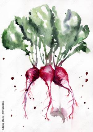 Рисунок акварелью Редис Stock Illustration