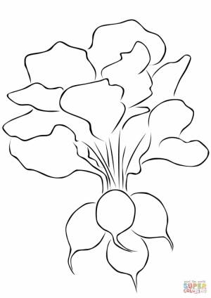 Раскраска редис