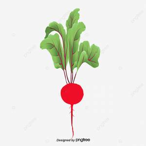 редис PNG , редис PNG , свежий редис PNG , овощи PNG картинки и пнг PSD рисунок для й загрузки