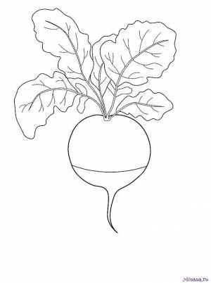 Раскраски редиска