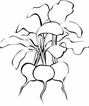 Три редиски