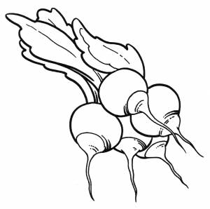 Раскраска Несколько редисок