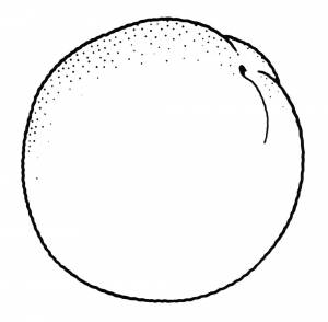 Раскраска Спелый апельсин