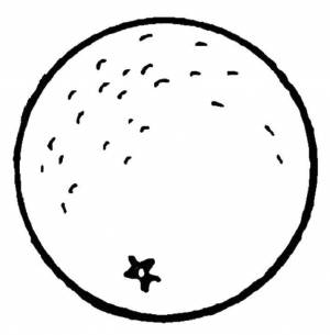 Раскраски Раскраска Апельсин фрукты апельсин