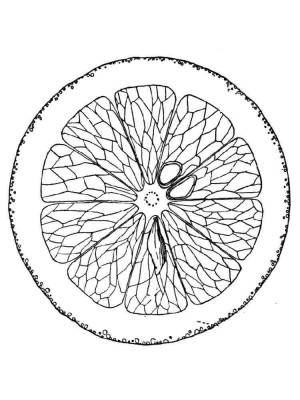 Раскраска Апельсин