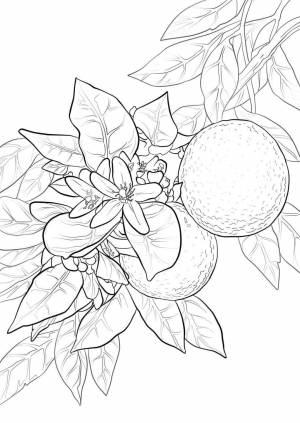 Раскраска Апельсин