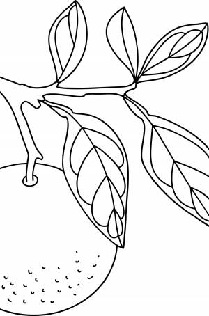 Раскраска Фрукт апельсин ♥ Онлайн и !