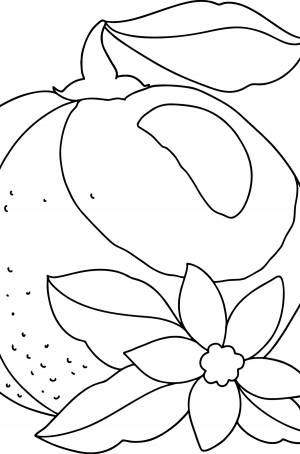 Раскраска Ароматный апельсин ♥ Онлайн и !